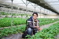 Asian handsome tourist man wearing overcoat in strawberry greenhouse