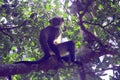 Asian Hanuman Langur sitting on forest tree Royalty Free Stock Photo