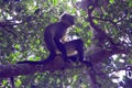 Asian Hanuman Langur sitting on forest tree Royalty Free Stock Photo