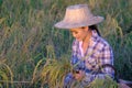 Asian happy thai female farmer harvesting rice in countryside Royalty Free Stock Photo