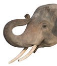 Asian head elephant