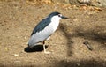 Asian heron