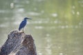 Asian heron standing on a rock