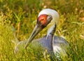 Asian Hooded Crane in Grass Grus Monachus