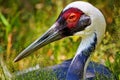 Asian Hooded Crane in Grass Grus Monachus