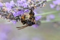 Asian hornet killing a bee