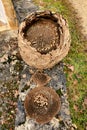 Asian Hornet Nest