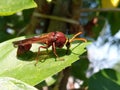 Asian hornet resting over a leaf. Royalty Free Stock Photo