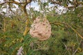 Asian hornet vespa velutina invasive species nest