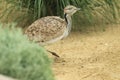 Asian houbara bustard Royalty Free Stock Photo