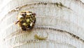 Asian House Gecko hemidactylus trying to fight to a bunch of wasp around its nest hanging from tree. Royalty Free Stock Photo