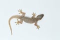 Asian House lizard hemidactylus or common gecko Royalty Free Stock Photo