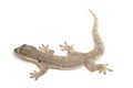 Asian House lizard hemidactylus or common gecko isolated on white Royalty Free Stock Photo