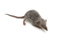 Asian house shrew or brown musk shrew. Suncus murinus on white background