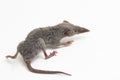 Asian house shrew or brown musk shrew. Suncus murinus on white background