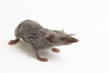 Asian house shrew or brown musk shrew. Suncus murinus on white background