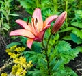 Asian hybrid lily or Lilium hybridum in the garden. Bulbous orange lily blooms in July Royalty Free Stock Photo