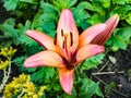 Asian hybrid lily or Lilium hybridum in the garden. Bulbous orange lily blooms in July Royalty Free Stock Photo