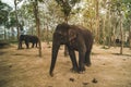 asian, indian, large elephant greet raised trunk, trumpet up in jungle, park, forest. standing mammal animal near feed, leaves,