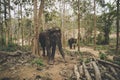 asian, indian, large elephant greet raised trunk, trumpet up in jungle, park, forest. standing mammal animal near feed, leaves,