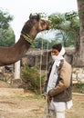 Asian Indian Man Camel Driver with Camel