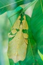 Asian insect phyllium giganteum