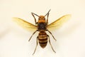 Asian or Japanese giant hornet