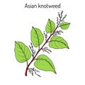 Asian,or Japanese knotweed Fallopia japonica , medicinal plant