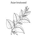 Asian,or Japanese knotweed Fallopia japonica , medicinal plant Royalty Free Stock Photo