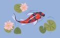 Asian Japanese koi fish swimming in pond. Japan carp in water with flowers. Top view of Chinese oriental marine animal Royalty Free Stock Photo