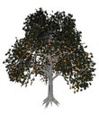 Asian or japanese persimmon tree - 3D render Royalty Free Stock Photo