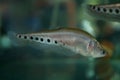 Asian knifefishes or featherbacks. chitala lopis