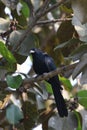 Asian koel Royalty Free Stock Photo