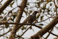 Asian Koel Cuckoo in natural habitat Royalty Free Stock Photo