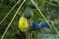 Asian Koel feeding on papaya fruit Royalty Free Stock Photo