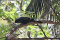 The blood red eyed Asian Koel