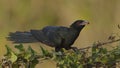 Asian Koel Male Foraging on a fence