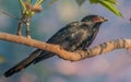 Asian Koel, Male, perched on a tree branch, morning light, red e Royalty Free Stock Photo