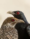 Asian Koel Pair Royalty Free Stock Photo