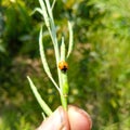 The Asian Lady Beetle. Lady bug sitting on green leave. Close Up Of Asian lady bug. Ladybugs. Seven-spot .  ladybug. Royalty Free Stock Photo