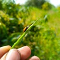 The Asian Lady Beetle. Lady bug sitting on green leave. Close Up Of Asian lady bug. Ladybugs. Seven-spot .  ladybug. Royalty Free Stock Photo