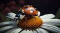 Asian Lady Beetle on a Daisy