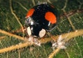 Asian lady beetle eating Asian Woolly Hackberry Aphid