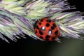 Asian lady beetle, harmonia axyridis Royalty Free Stock Photo