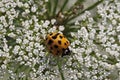 Asian lady beetle - Harmonia axyridis Royalty Free Stock Photo