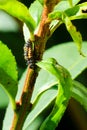 Asian lady beetle in larval stage