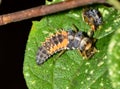 Asian lady beetle larva cannibalizing another one.