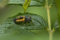 Asian lady beetle larva on leaf in Niantic, Connecticut