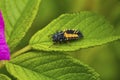 Asian lady beetle larva on leaf in Niantic, Connecticut