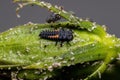 Asian Lady Beetle Larvae Royalty Free Stock Photo